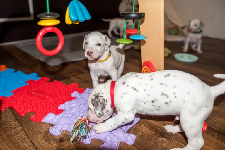 26. Lebenstag - B-Wurf (46)