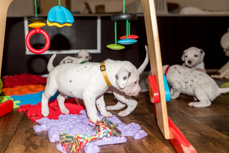 26. Lebenstag - B-Wurf (47)