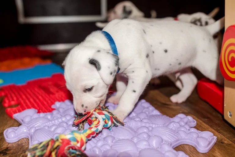 26. Lebenstag - B-Wurf (48)