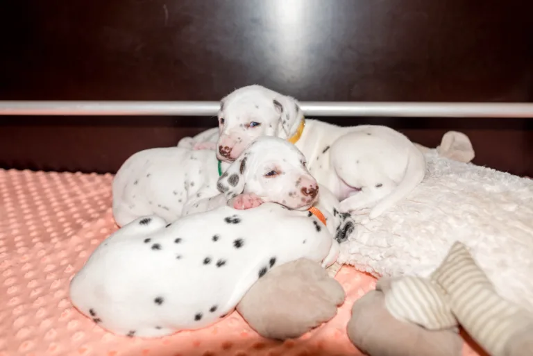 26. Lebenstag - B-Wurf (50)