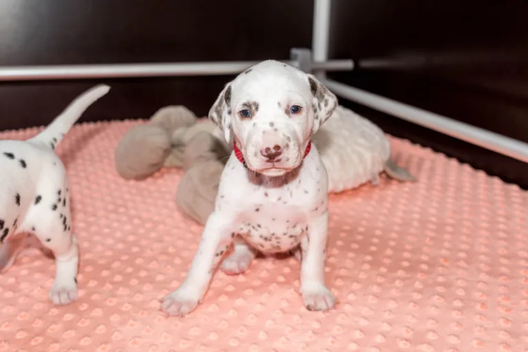 26. Lebenstag - B-Wurf (51)