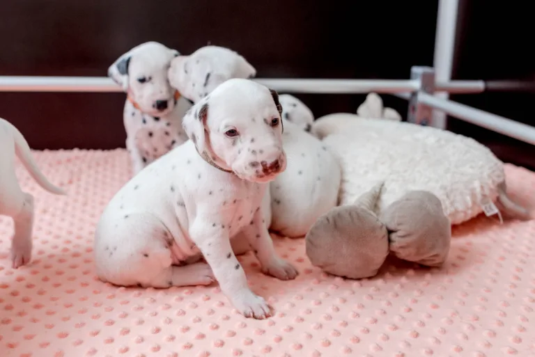 26. Lebenstag - B-Wurf (52)