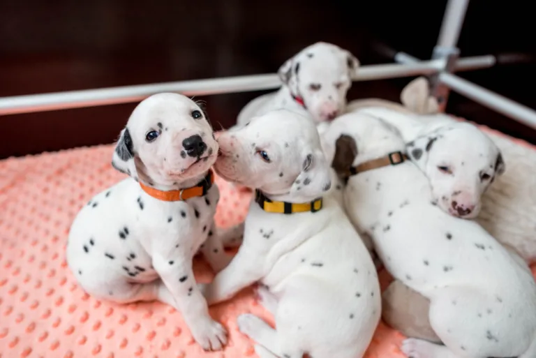 26. Lebenstag - B-Wurf (53)