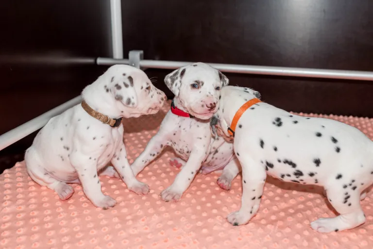 26. Lebenstag - B-Wurf (54)