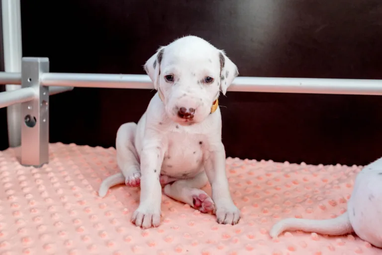 26. Lebenstag - B-Wurf (56)