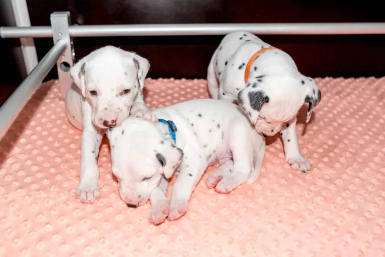 26. Lebenstag - B-Wurf (58)