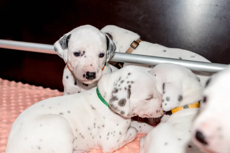 26. Lebenstag - B-Wurf (59)