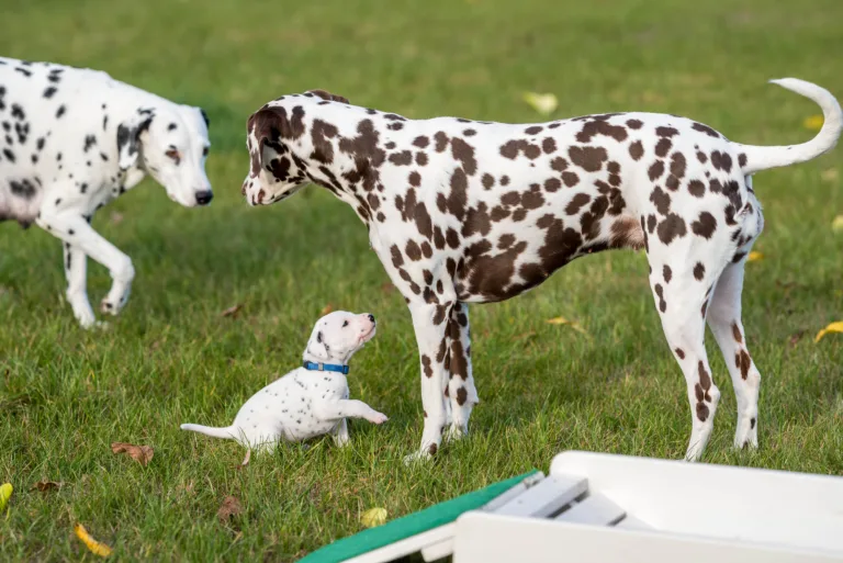 26. Lebenstag - B-Wurf (6)