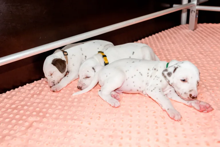 26. Lebenstag - B-Wurf (61)