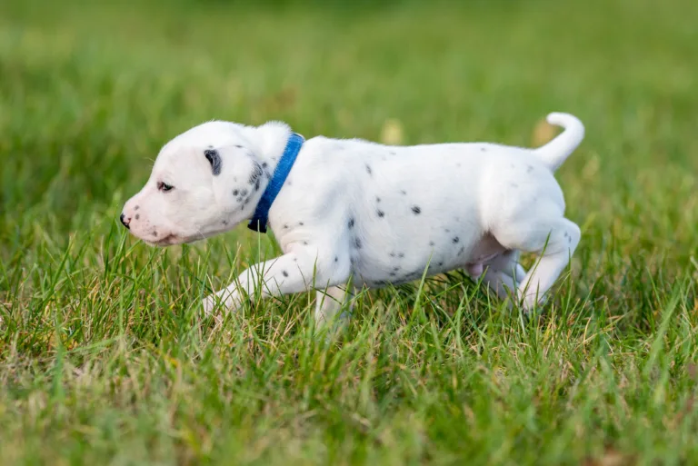 26. Lebenstag - B-Wurf (7)