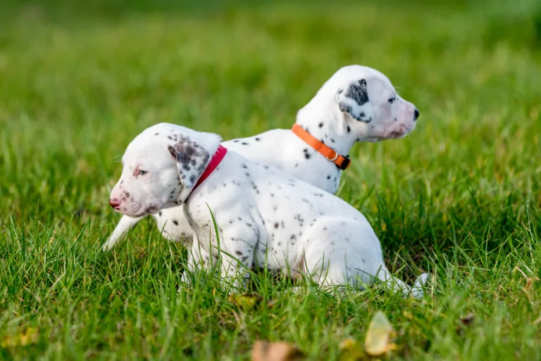 26. Lebenstag - B-Wurf (9)