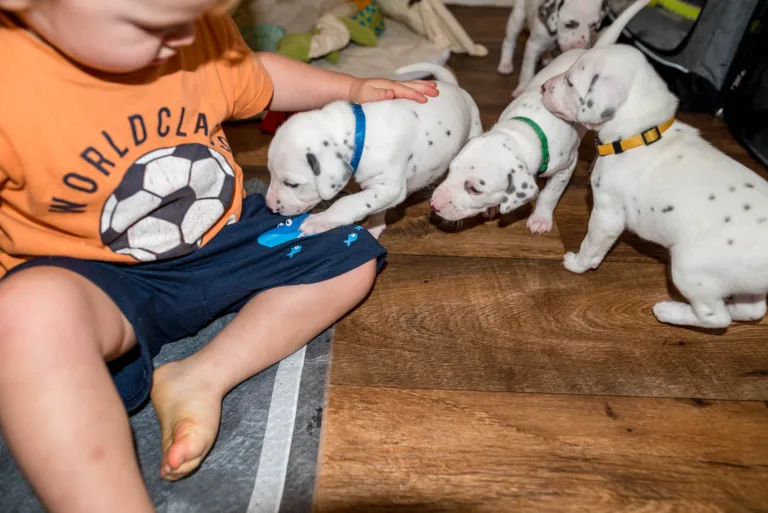 27. Lebenstag - B-Wurf (1)