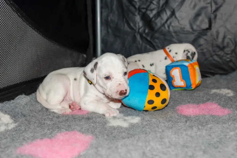 27. Lebenstag - B-Wurf (11)