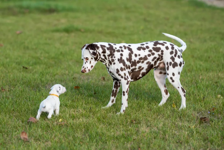 27. Lebenstag - B-Wurf (12)