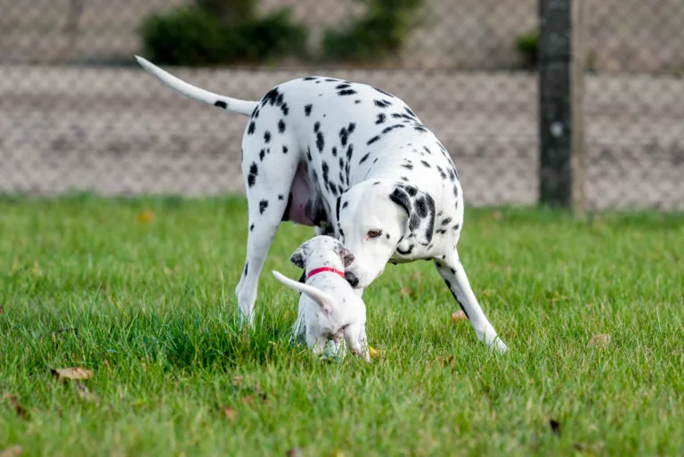 27. Lebenstag - B-Wurf (13)