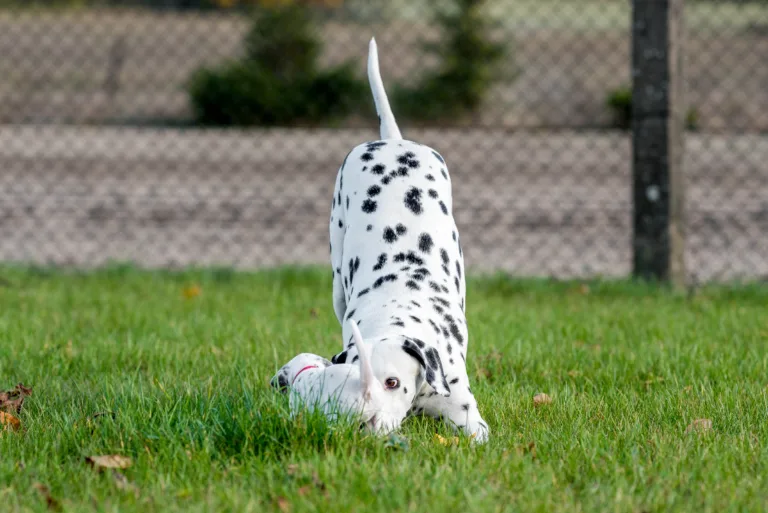 27. Lebenstag - B-Wurf (14)