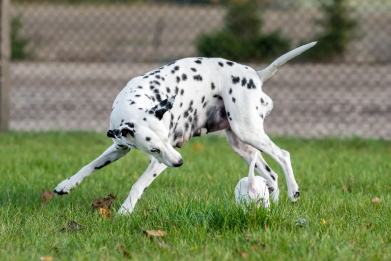 27. Lebenstag - B-Wurf (15)