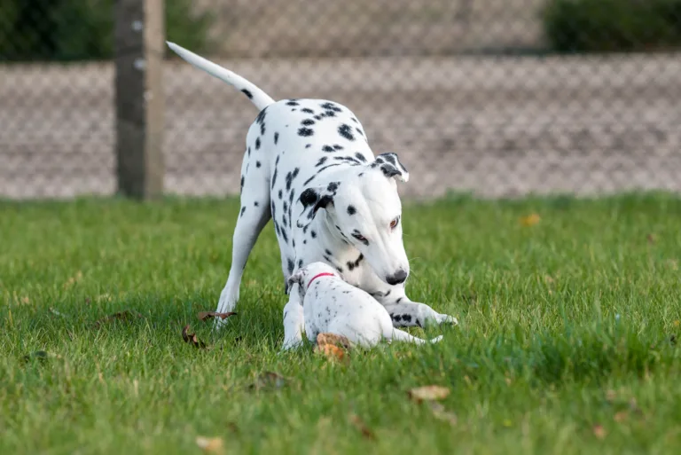 27. Lebenstag - B-Wurf (16)