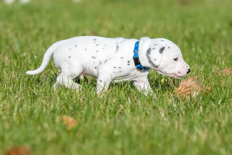 27. Lebenstag - B-Wurf (17)