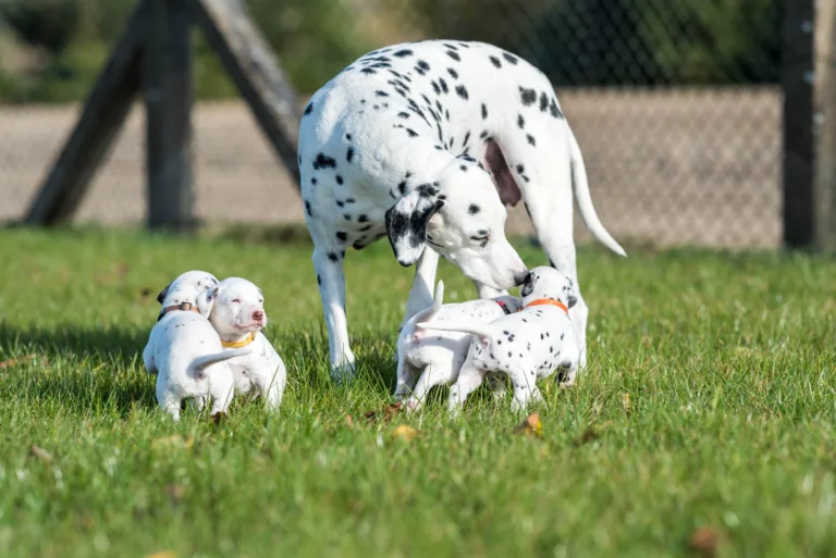 27. Lebenstag - B-Wurf (18)