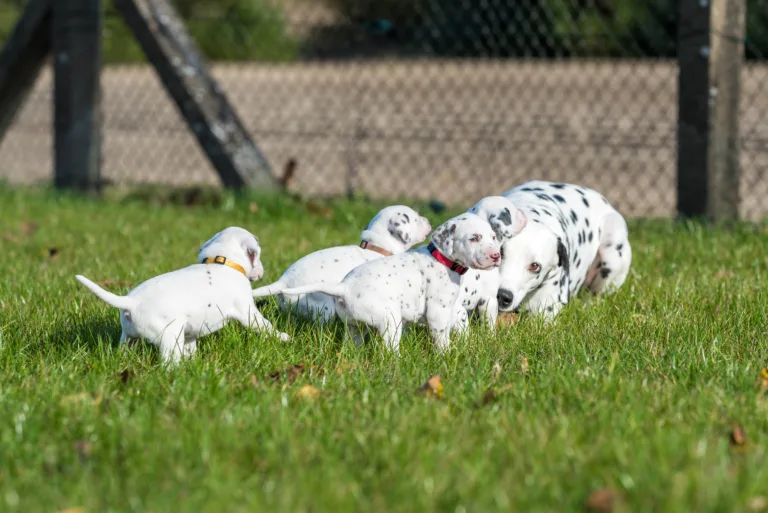 27. Lebenstag - B-Wurf (19)