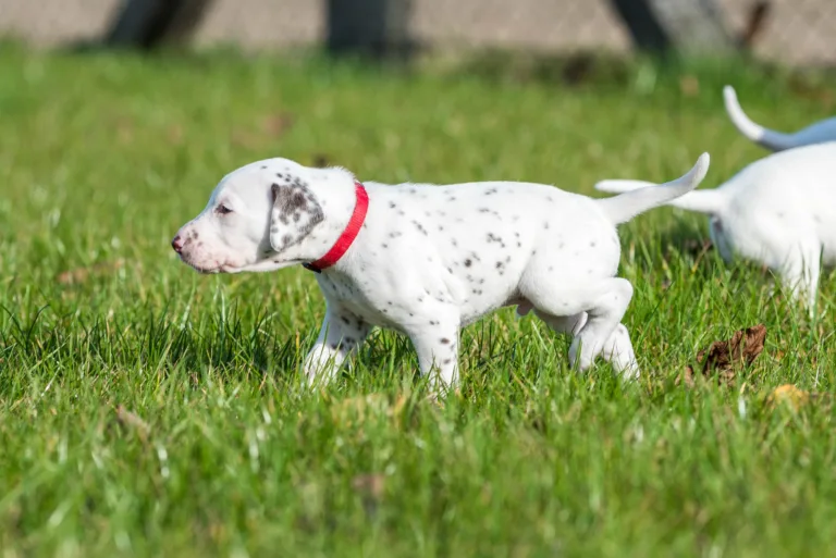 27. Lebenstag - B-Wurf (20)