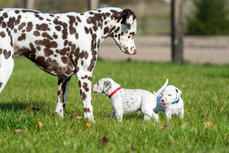 27. Lebenstag - B-Wurf (21)