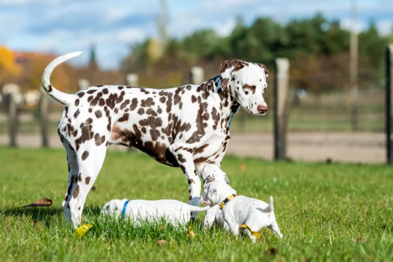 27. Lebenstag - B-Wurf (22)