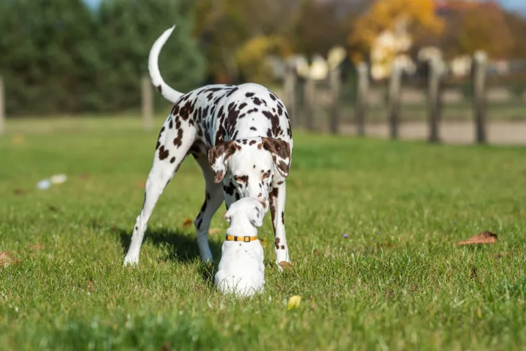 27. Lebenstag - B-Wurf (23)