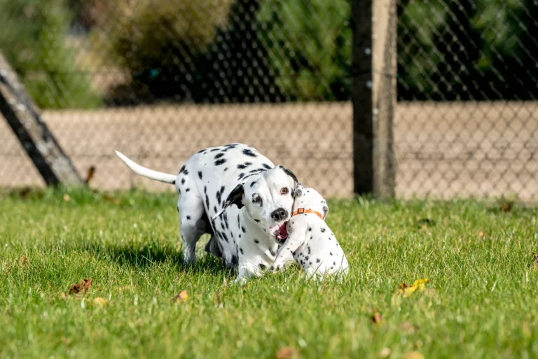 27. Lebenstag - B-Wurf (24)