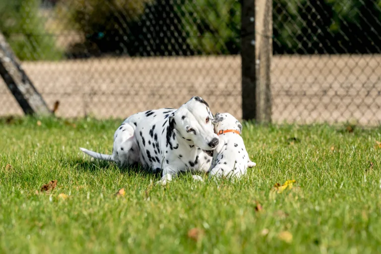 27. Lebenstag - B-Wurf (25)