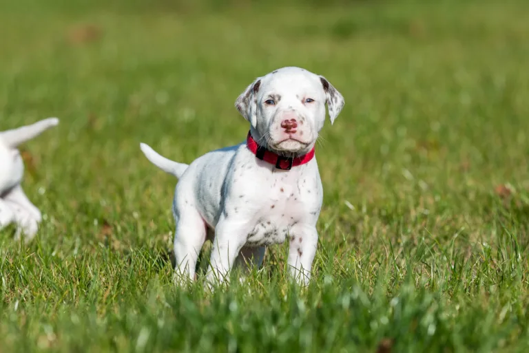 27. Lebenstag - B-Wurf (26)