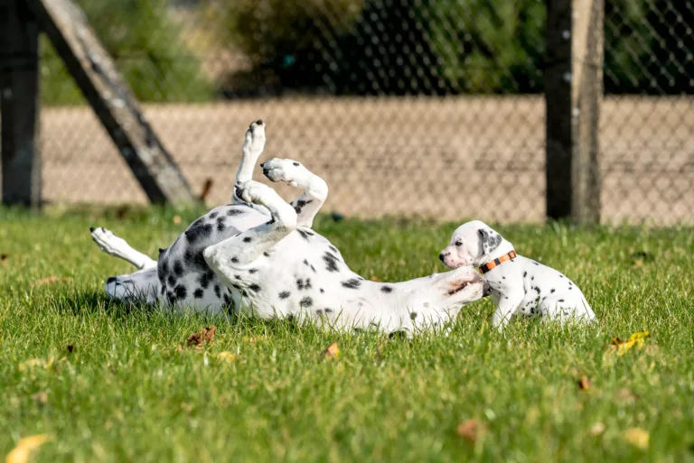 27. Lebenstag - B-Wurf (27)
