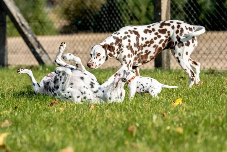 27. Lebenstag - B-Wurf (28)