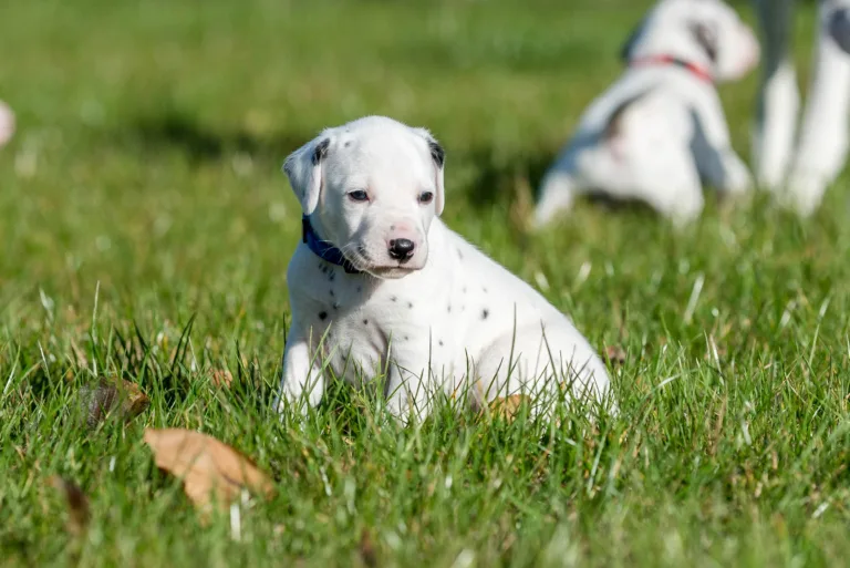 27. Lebenstag - B-Wurf (29)