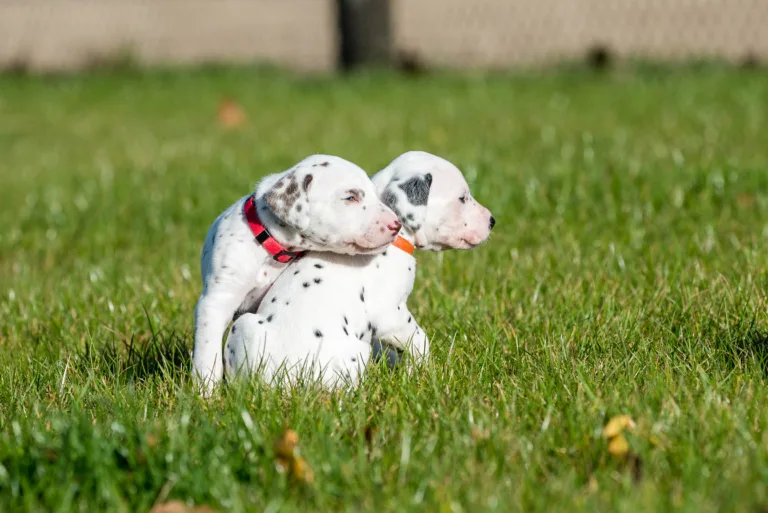 27. Lebenstag - B-Wurf (30)