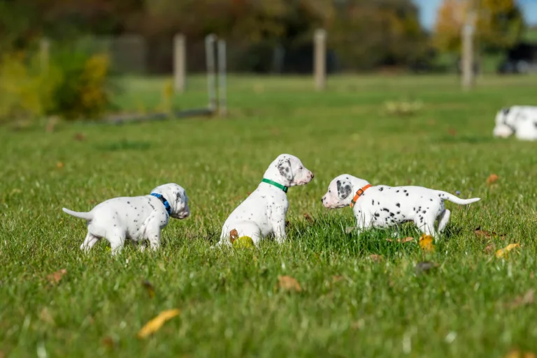 27. Lebenstag - B-Wurf (31)