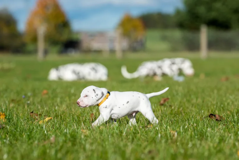 27. Lebenstag - B-Wurf (32)