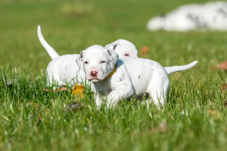 27. Lebenstag - B-Wurf (33)