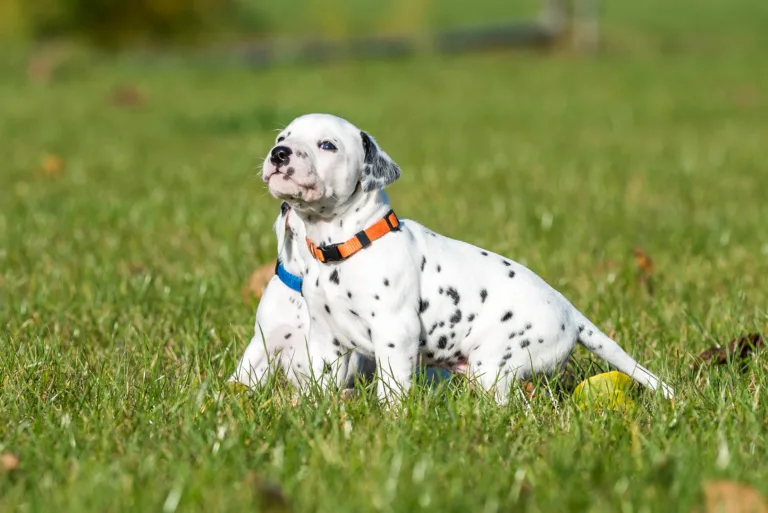 27. Lebenstag - B-Wurf (34)