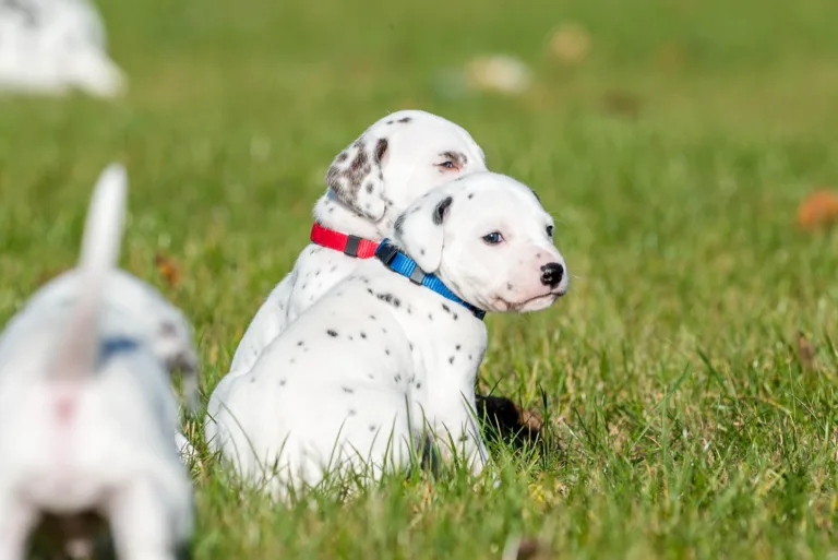 27. Lebenstag - B-Wurf (35)