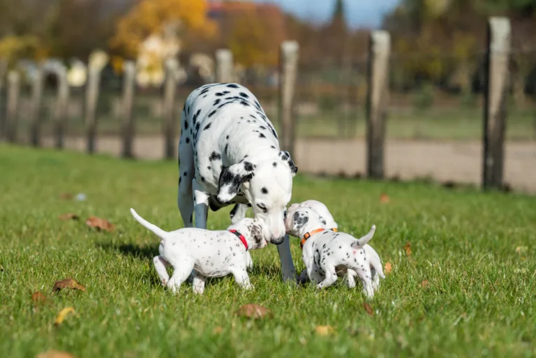 27. Lebenstag - B-Wurf (36)