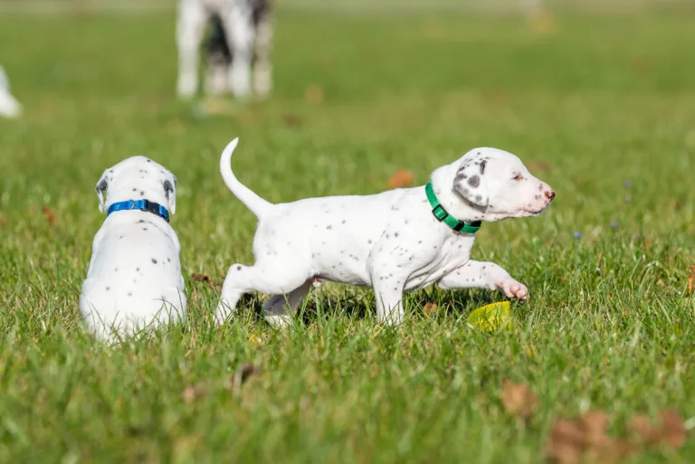27. Lebenstag - B-Wurf (37)