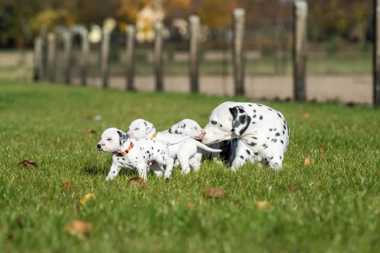 27. Lebenstag - B-Wurf (38)