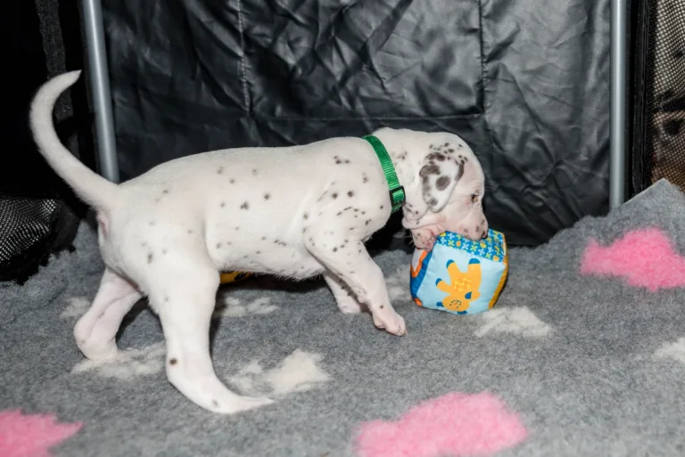 27. Lebenstag - B-Wurf (4)