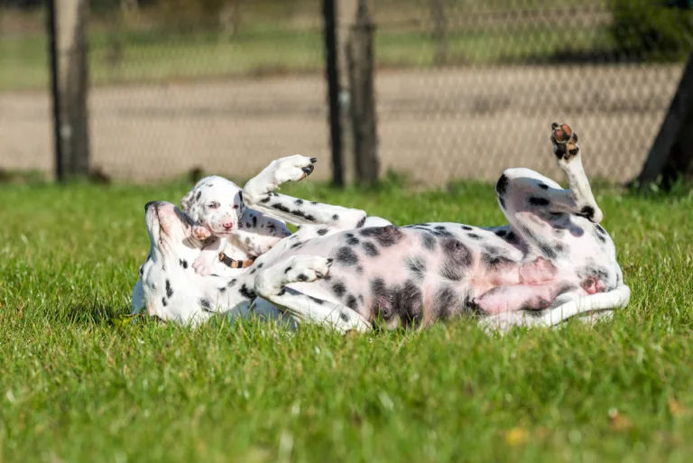 27. Lebenstag - B-Wurf (41)