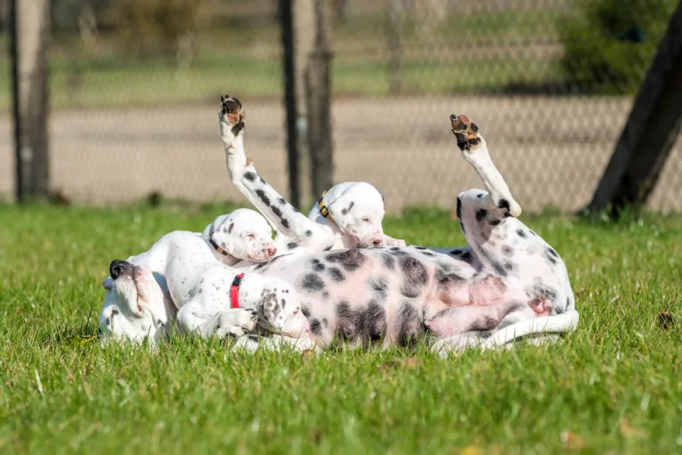 27. Lebenstag - B-Wurf (42)