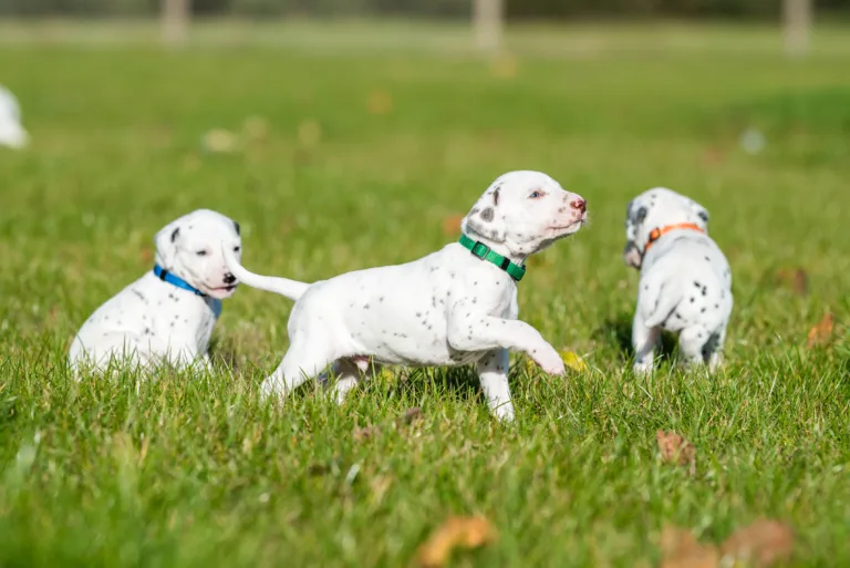 27. Lebenstag - B-Wurf (43)