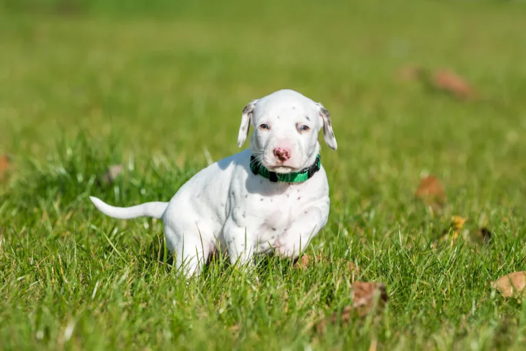 27. Lebenstag - B-Wurf (44)