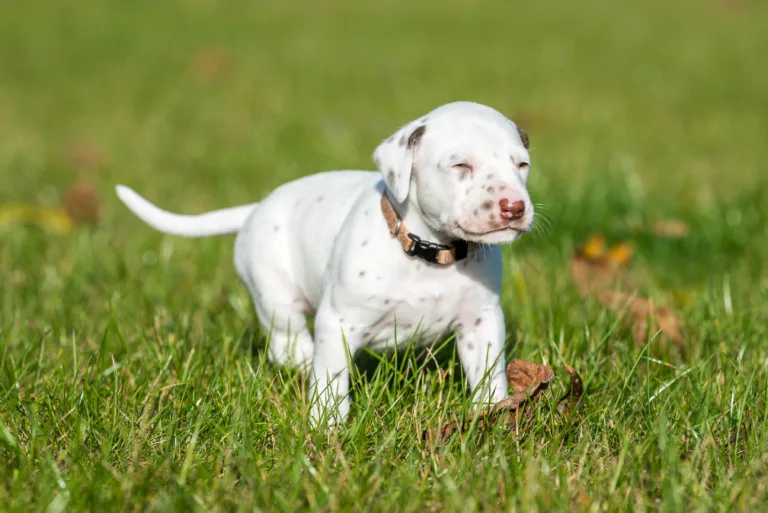 27. Lebenstag - B-Wurf (45)